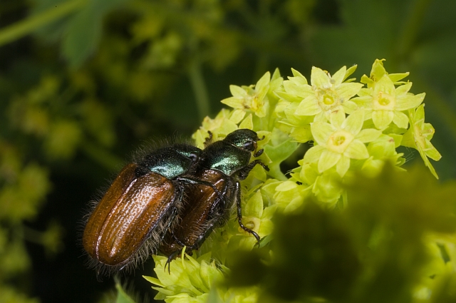 Phyllopertha horticola